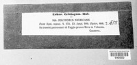 Polyporus nigricans image